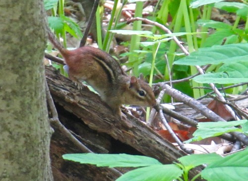 I had my eyes on the creatures in the woods this morning, but they also had their eyes on me.Eastern