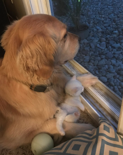 catsbeaversandducks: Mojito The Therapy Dog And Skywalker The Deaf Kitten Best friends!