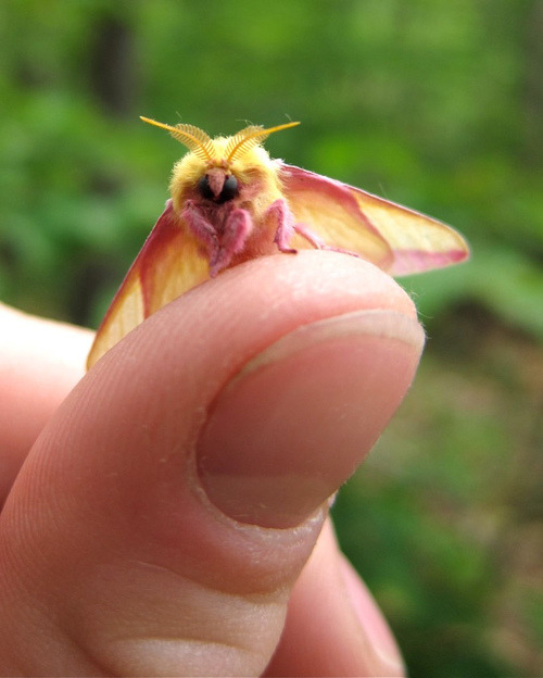 Hard to believe this pink &amp; yellow moth is REAL!!!