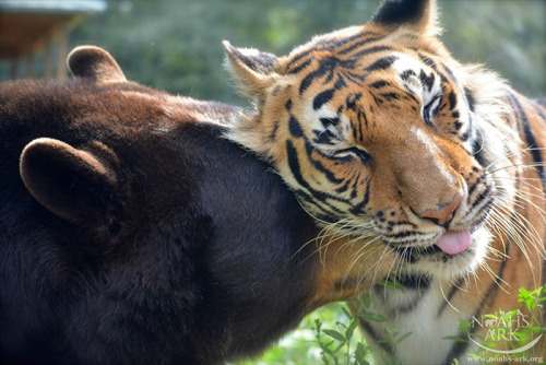 awesome-picz:    Bear, Lion And Tiger Brothers Haven’t Left Each Other’s Side For 15 Years.