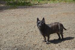 Connie-Awanderingsoul:  Ozzy’s Dazed Look After He Has Run Just A Little Too Hard.