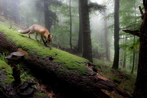 opticallyaroused:  The Mist 
