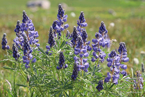 Riverwindphotography:lupine And Light, Beartooth Range, Wyoming© Gif By Riverwindphotography,