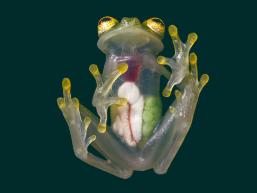 Two New Species of Glassfrogs Discovered in Ecuadorwww.sci-news.com/biology/two-new-hyalinoba