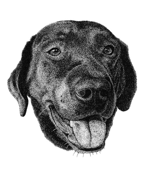 Woodwardpart of my dog portrait series.