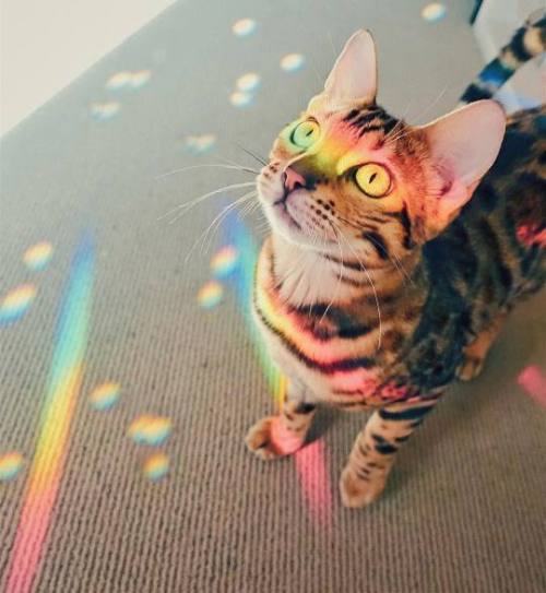 animals-addiction: Pride Cat