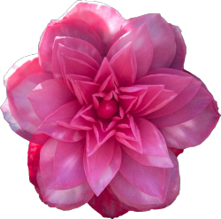 pink flowers