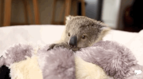 mymodernmet:Adorable Baby Koala Poses for Her Very First Photoshoot
