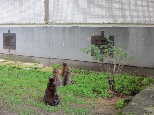 architectureofdoom:Cat family, Riga