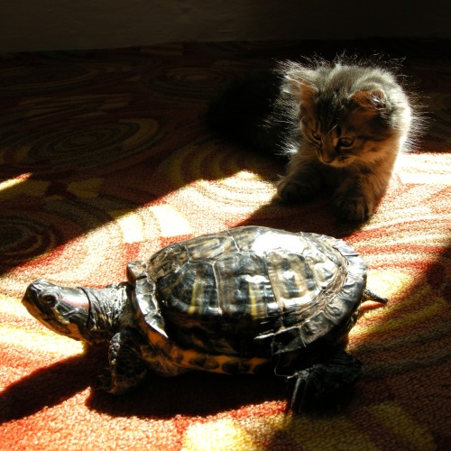 Photo of Kitten Ella and turtle Louise (via Miki&amp;Ella)