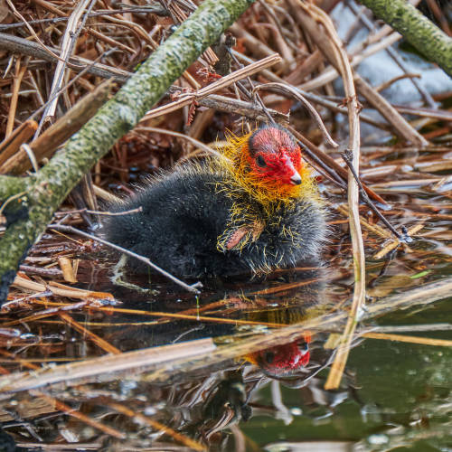 The first adventure of a little coot