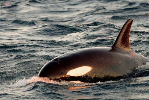 theblackcatsays: Orcas in Norway on January 26, 2019 Source: (x)