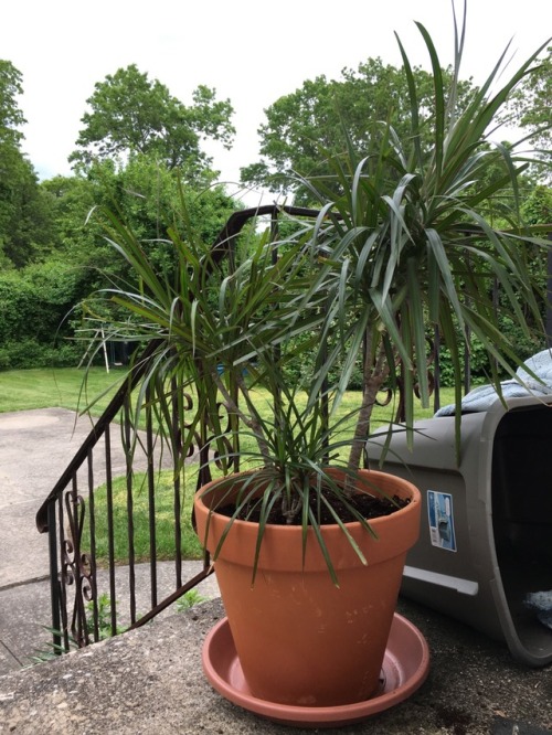 It’s always a proud (and dirty) day when my plants get big enough to repot