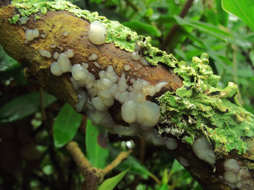 Crystal Brain Fungus Exidia nucleata 