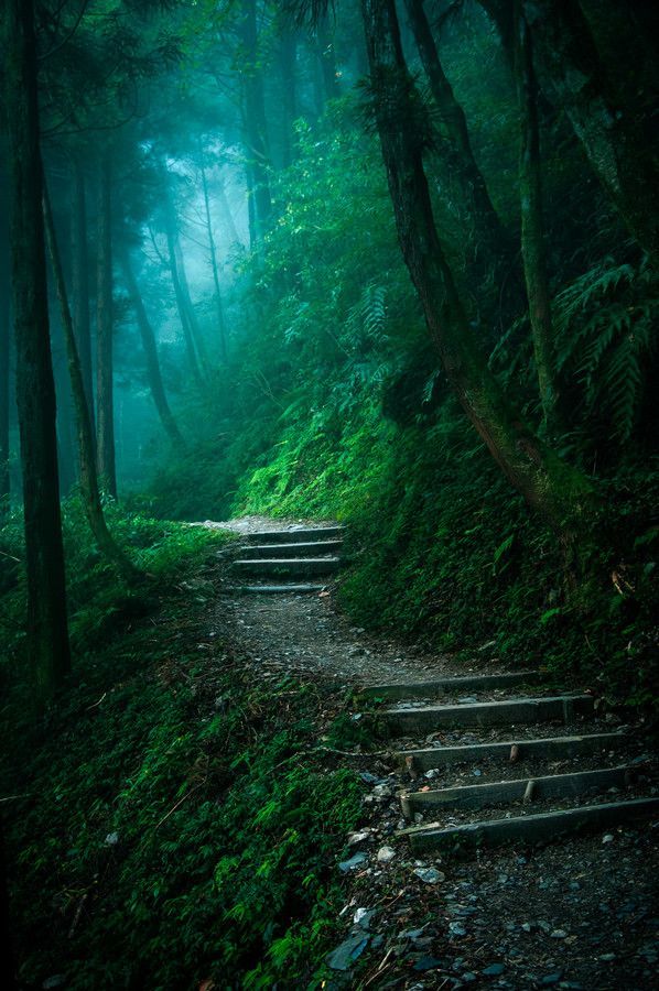 themoon-isfalling:    Mysterious Forest by Hung Bo-Wen via 500 px