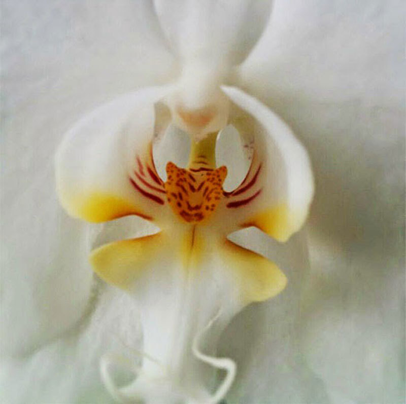 miss-vortex:The Orchid is incredible - not only are there thousands of species all