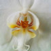 miss-vortex:The Orchid is incredible - not only are there thousands of species all