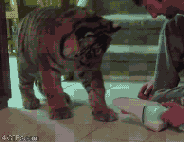 don’t scare the kitty