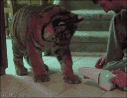 awwww-cute:  When it comes to vacuums the size of the cat doesn’t matter (Source: http://ift.tt/1DFe7ja)