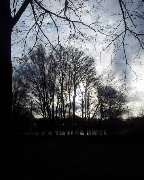 Another #backlight Photo From #Fredenbaumpark #Dortmund 3.1.16 #latergram #trees #winter (hier: Fredenbaumpark)