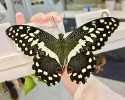 mothsperhour:Citrus Swallowtail (Papilio demodocus)