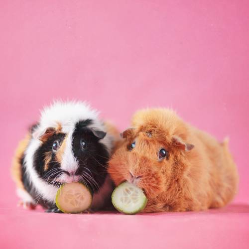 miepstheguineapig:Nomnom, snacktime!