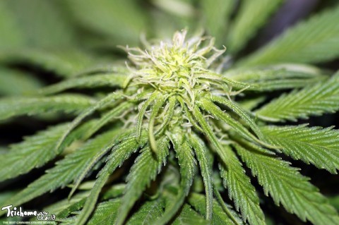 trichome-world:  (via Mama Mia Seedsman week 7) Mama Mia Week 7 is ON.. http://trichome-world.com/mama-mia-seedsman-week-7/