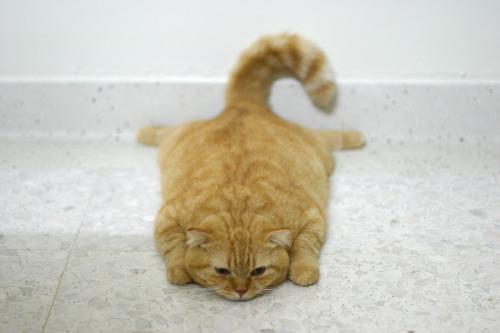 earthlynation:  Hey your new lenses are driving me up the wall (by babykailan)