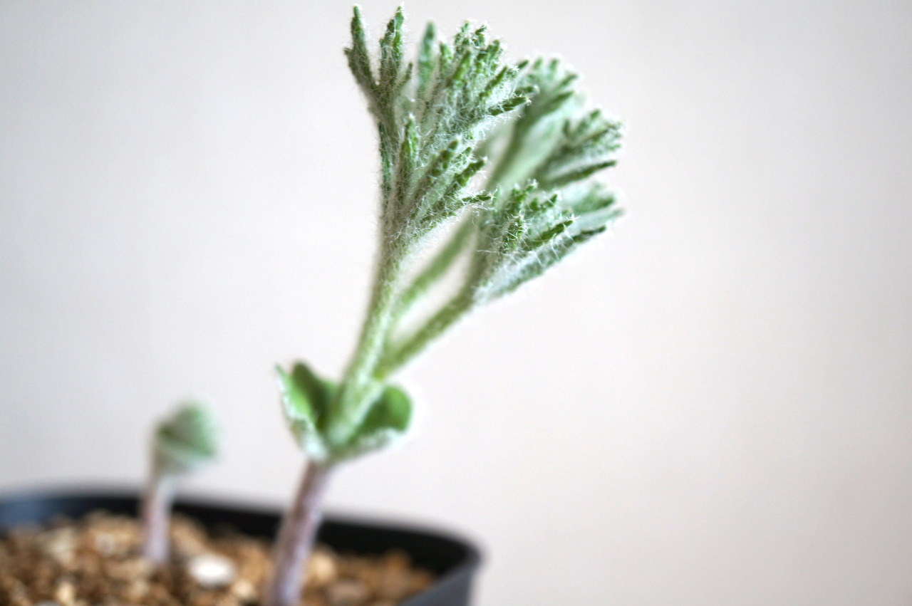 12珍奇植物‼️Eriospermum Erinumエリオスペルマム sp.新品種-