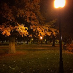 supreme-peace:  #beautiful #night on the quad. #tree #leaves #lamp 🍂🍂🍂