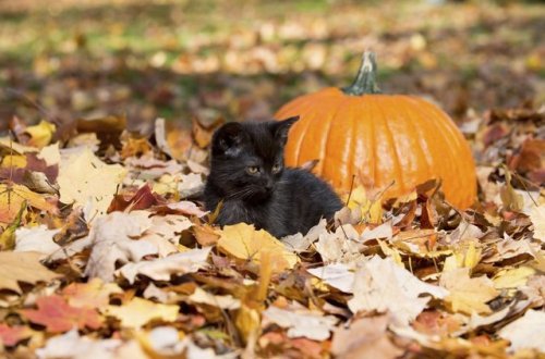 🍂Witchy Autumns🌙