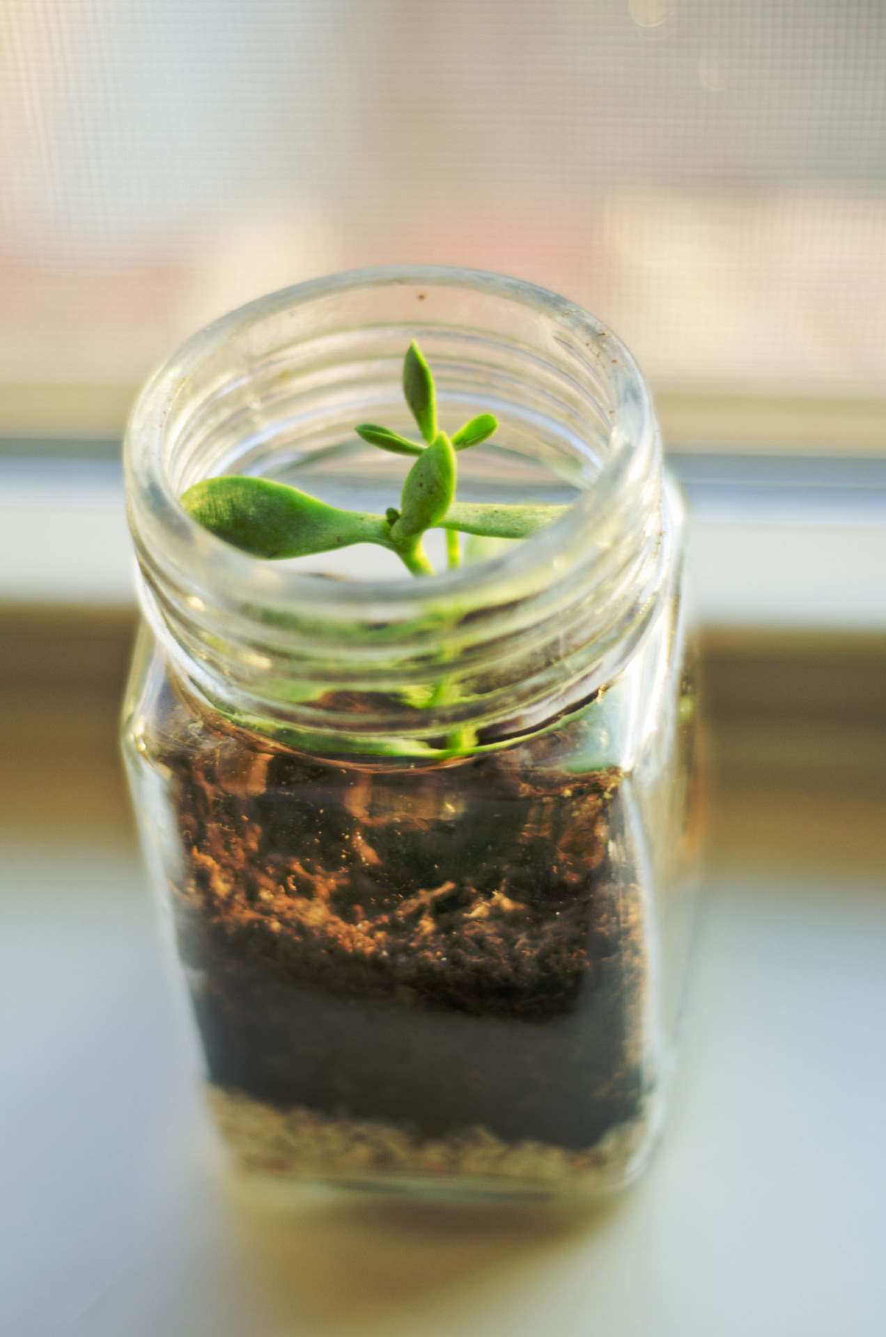 meeppetrie:  Some much better pictures of the terrariums I made yesterday. They’re