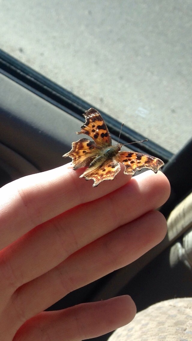 etthereal:A little butterfly flew into the car and landed on my boyfriend’s hand.