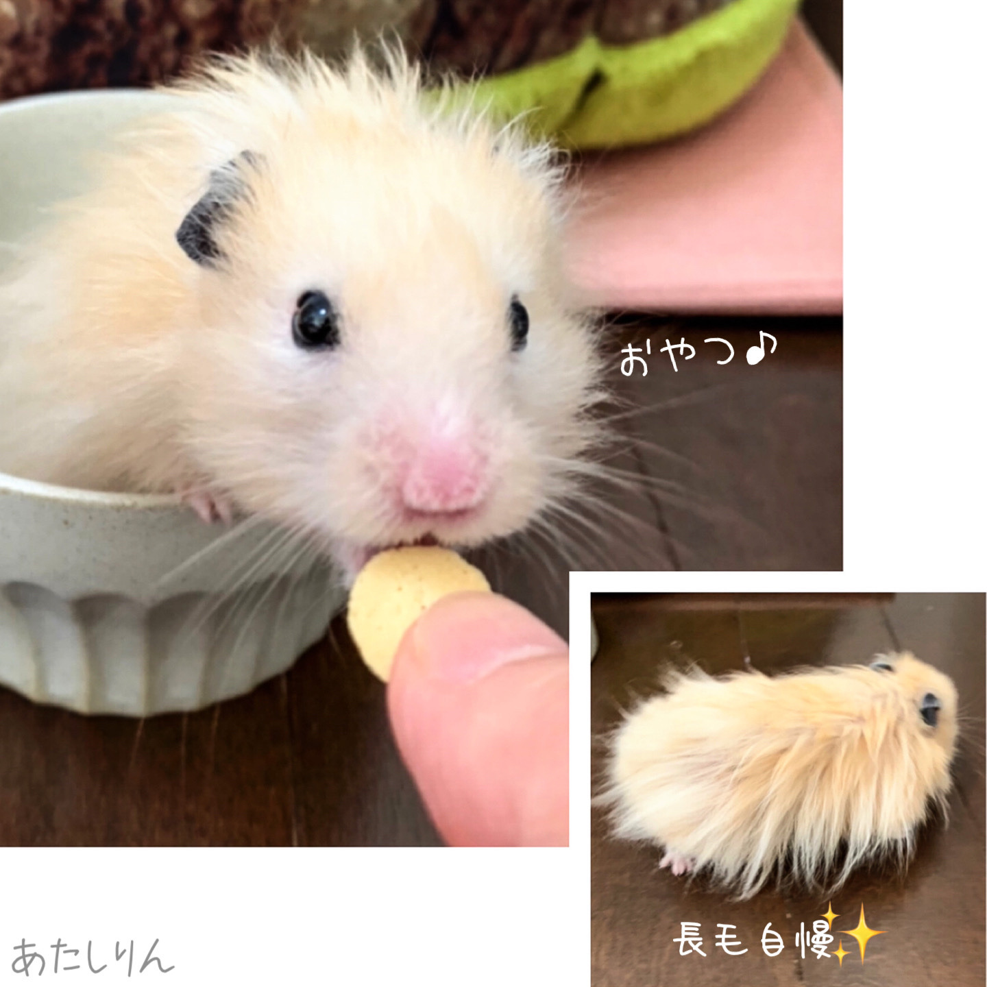長毛ハムスター Explore Tumblr Posts And Blogs Tumgir 長毛ハムスター Explore Tumblr Posts And Blogs Tumgir