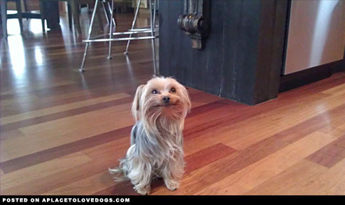 aplacetolovedogs:  This is Kushy and this is her best doggie smile  Good enough for