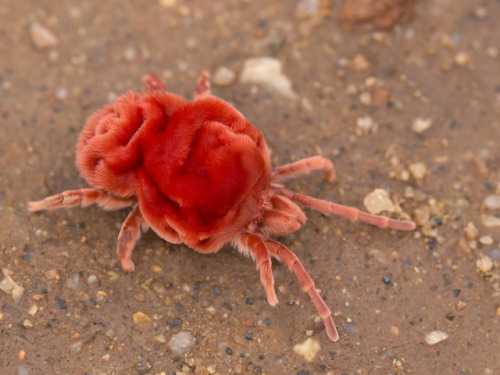 textless:After one of the first heavy rains of the season, hundreds of these large, fancy red velvet