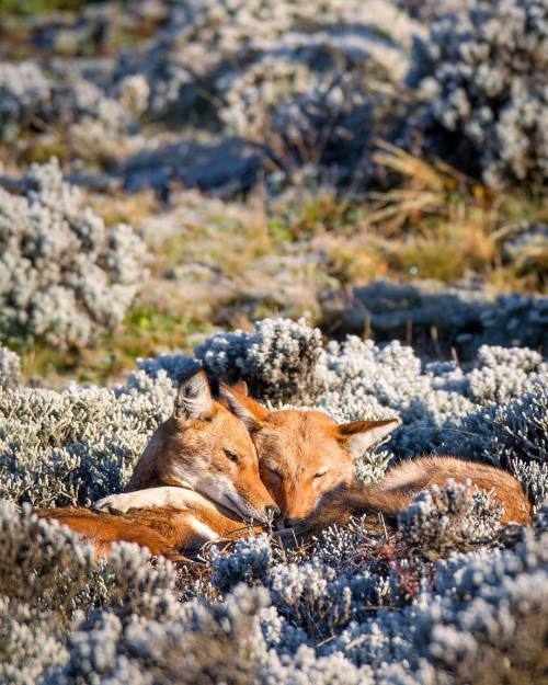 wildphoto: A pair of Ethiopian wolves snuggling on a chilly morning in the Bale Mountains.