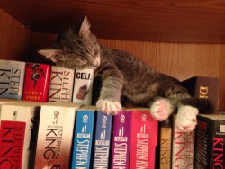 tea-books-lover:  daydreamertakemeaway:  Stephen King keeps me up all night, but puts Milo straight to sleep  books-and-cookies