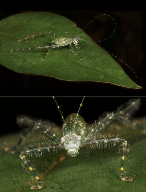 Katydid Nymph (Phaneropterinae, Tettigoniidae)