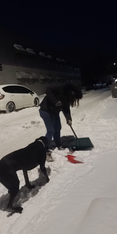Shoveling dog for assistance with all these recent snow storms.
