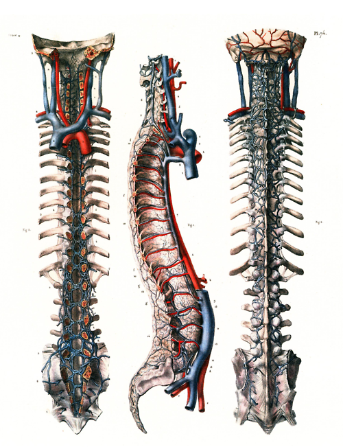 corporisfabrica:  Illustration of the spinal column and surrounding circulation.