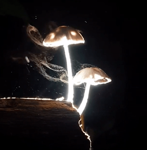 verbix:mushroom releasing spores