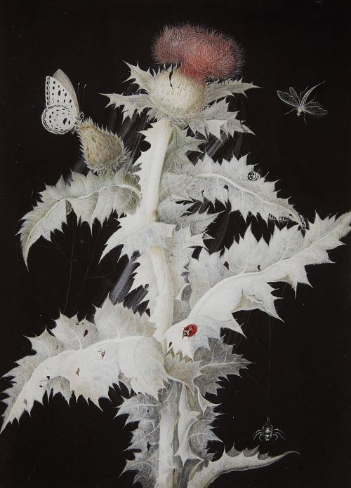 poboh:A Thistle Branch with a Butterfly, Dragonfly, Ladybird and Spider, 1777, Barbara Regina Diezsc