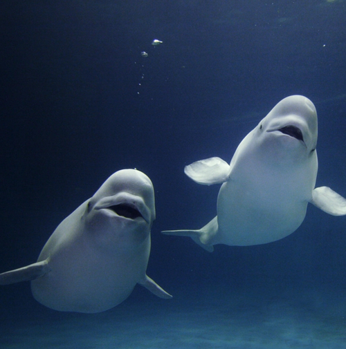 jellyfishes:  beluga whales are so fuckin cute they’re always happy and smiling like  helooooo!!  HIIIIIIIIII !!!!  hey friend !  looook they are FRIENDS!!!!!  they are growing old together still smiling i am gonna crY 