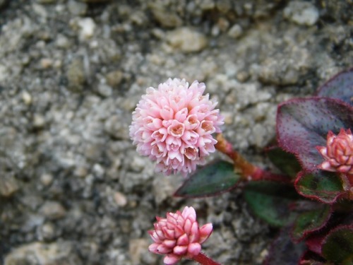 naturetakarazuka:Flowers in Sakasegawa (2)On 3 March I went to the Sakasegawa, a small river running