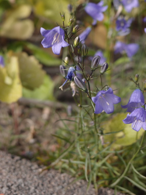 Campanula rotundifolia — harebell