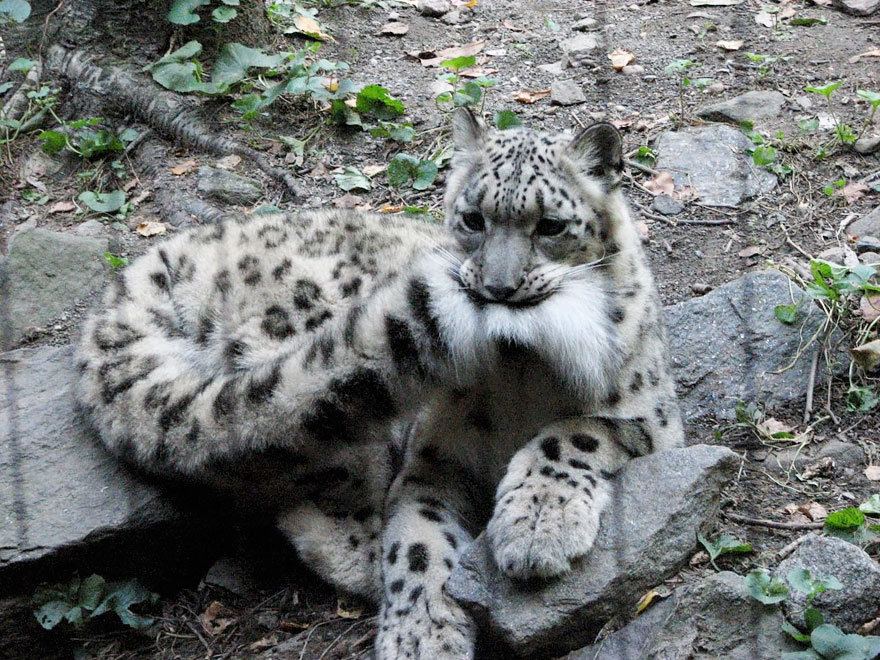 cobalt-doll:  awesome-picz:   Snow Leopards Love Nomming On Their Fluffy Tails. @dan-rowbell