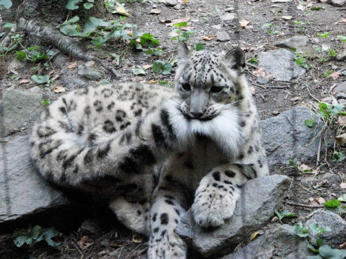 awesome-picz:    Snow Leopards Love Nomming On Their Fluffy Tails. 