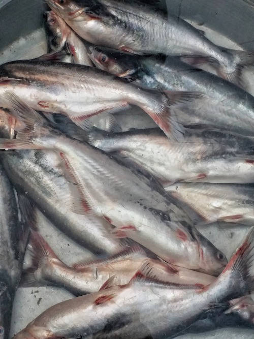 Went To A Fish Market Today.