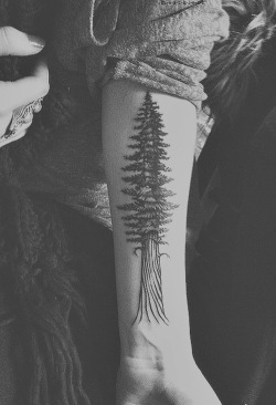 Treeporn:  Beautiful Tree Tattoos. (Sources Unknown). Update: First Image On The